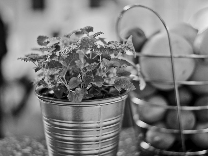Frische Kräuter und Obst für die Cocktails stehen auf der Bar